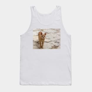 Stray ginger tabby cat Tank Top